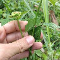 Euphorbia heterophylla image