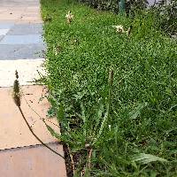 Plantago lanceolata image