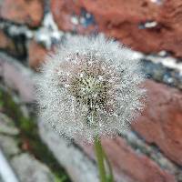 Taraxacum officinale image