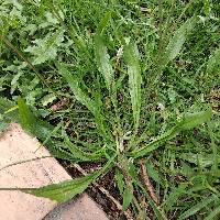 Plantago lanceolata image