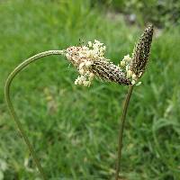 Plantago lanceolata image