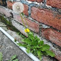 Taraxacum officinale image