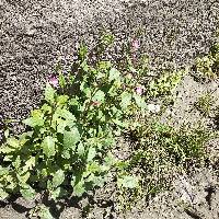 Oenothera rosea image