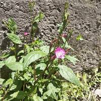 Oenothera rosea image