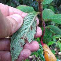 Columnea strigosa image