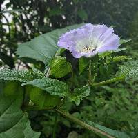 Nicandra physalodes image