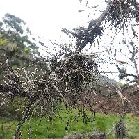 Tillandsia recurvata image