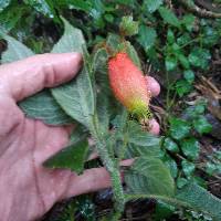 Kohleria affinis image