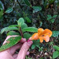 Columnea strigosa image