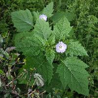 Nicandra physalodes image