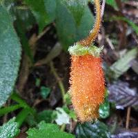 Kohleria affinis image