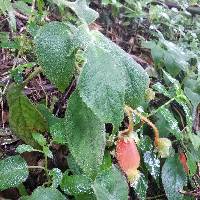 Kohleria affinis image