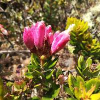 Bejaria resinosa image