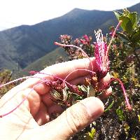 Bejaria resinosa image