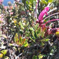 Bejaria resinosa image