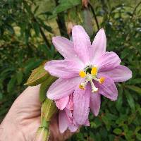 Passiflora tarminiana image