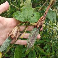 Passiflora tarminiana image