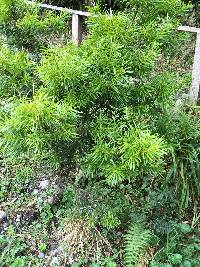 Podocarpus glomeratus image