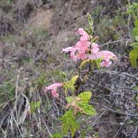 Salvia squalens image