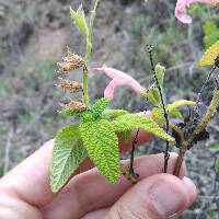 Salvia squalens image