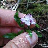 Elasis hirsuta image