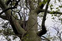 Ceiba trischistandra image