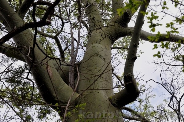 Ceiba trischistandra image