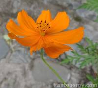 Image of Cosmos sulphureus