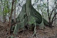 Ceiba trischistandra image