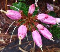 Bejaria resinosa image