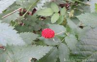 Rubus rosifolius image