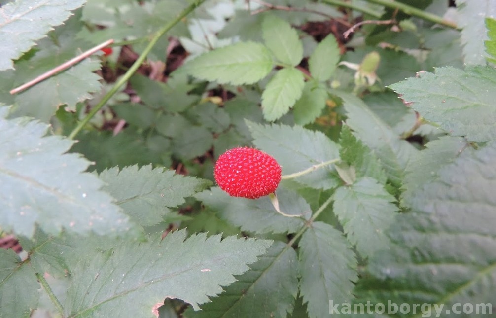 Rubus rosifolius image