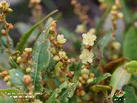 Muehlenbeckia tamnifolia image