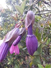 Passiflora loxensis image