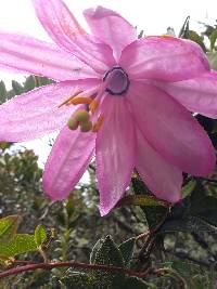 Passiflora loxensis image