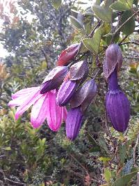 Passiflora loxensis image