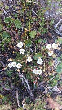 Image of Gentiana prostrata