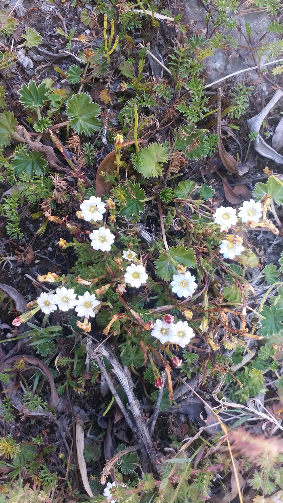 Gentiana prostrata image