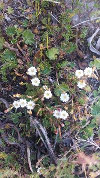 Gentiana prostrata image