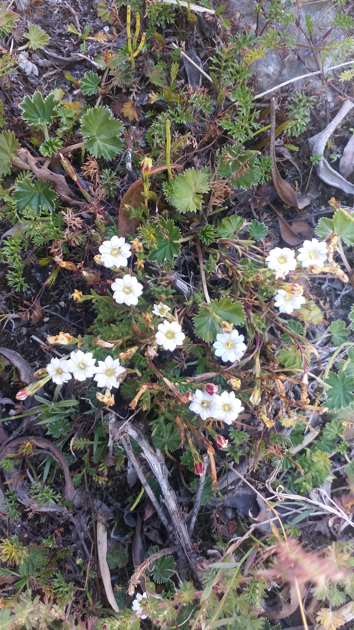 Gentiana prostrata image