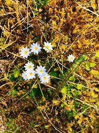 Gentiana prostrata image