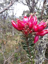 Bejaria resinosa image