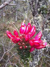 Bejaria resinosa image