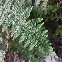 Myriopteris myriophylla image