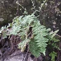 Myriopteris myriophylla image