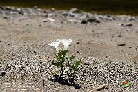 Ipomoea asarifolia image