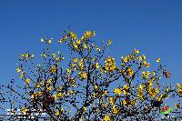 Cochlospermum vitifolium image