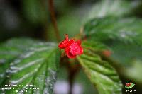 Begonia urticae image