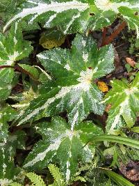 Begonia acerifolia image