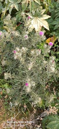 Cirsium vulgare image